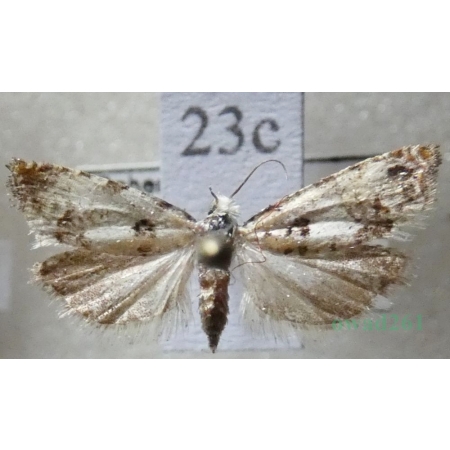 Eucosma campoliliana (Denis & Schiffermüller, 1775) Czech23c